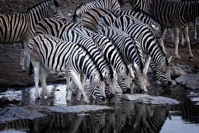 Night time waterhole