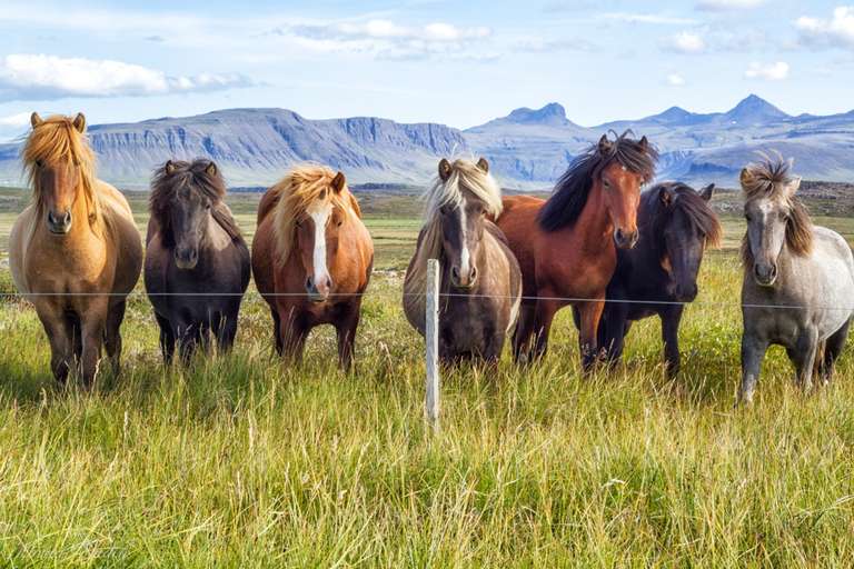 Icelandic horses